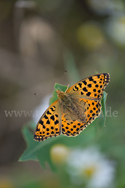 Kleiner Perlmutterfalter (Issoria lathonia)