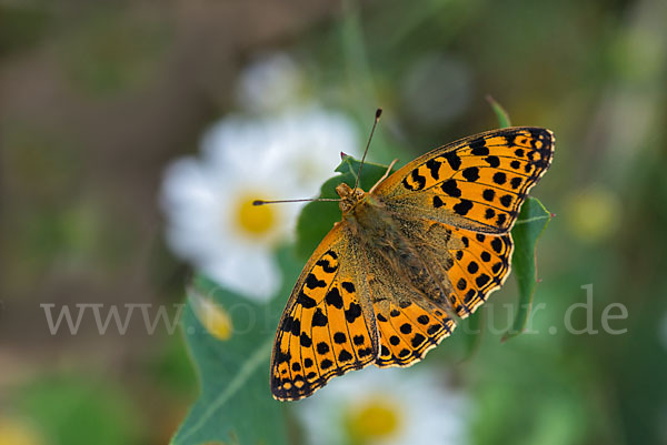 Kleiner Perlmutterfalter (Issoria lathonia)