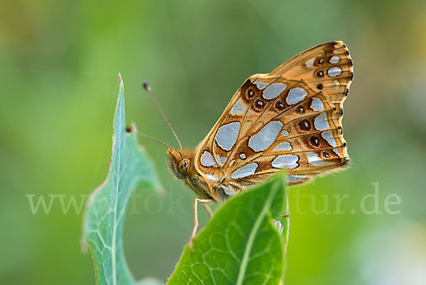 Kleiner Perlmutterfalter (Issoria lathonia)