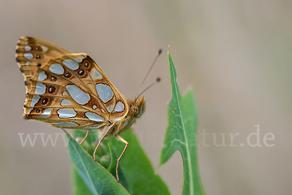 Kleiner Perlmutterfalter (Issoria lathonia)