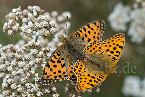 Kleiner Perlmutterfalter (Issoria lathonia)