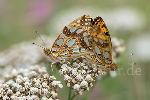 Kleiner Perlmutterfalter (Issoria lathonia)