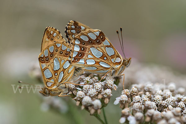 Kleiner Perlmutterfalter (Issoria lathonia)