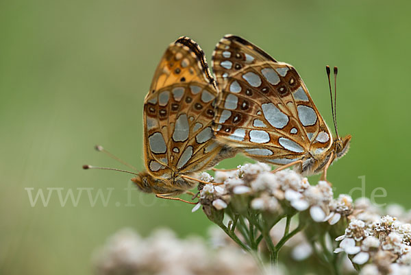 Kleiner Perlmutterfalter (Issoria lathonia)