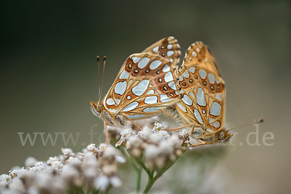 Kleiner Perlmutterfalter (Issoria lathonia)