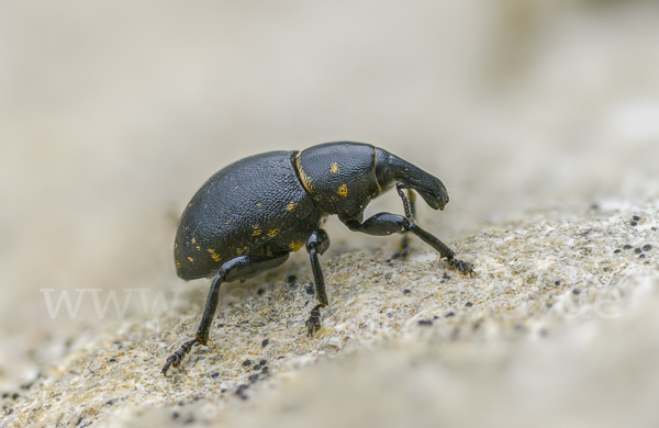 Kleiner Pestwurzrüssler (Liparus germanus)