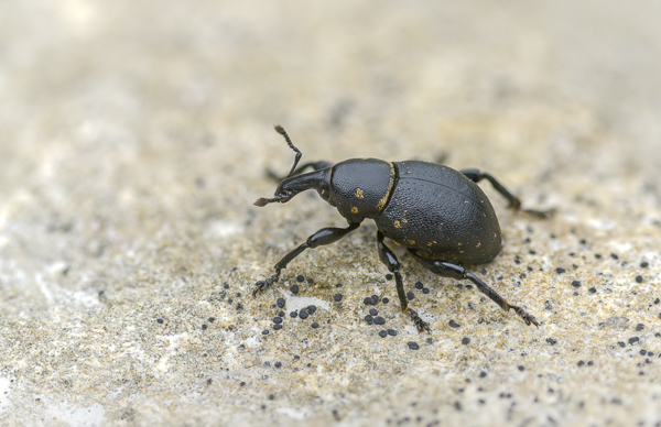 Kleiner Pestwurzrüssler (Liparus germanus)