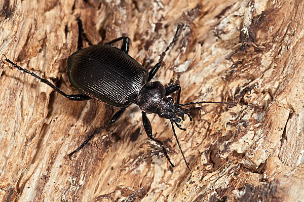 Kleiner Puppenräuber (Calosoma inquisitor)