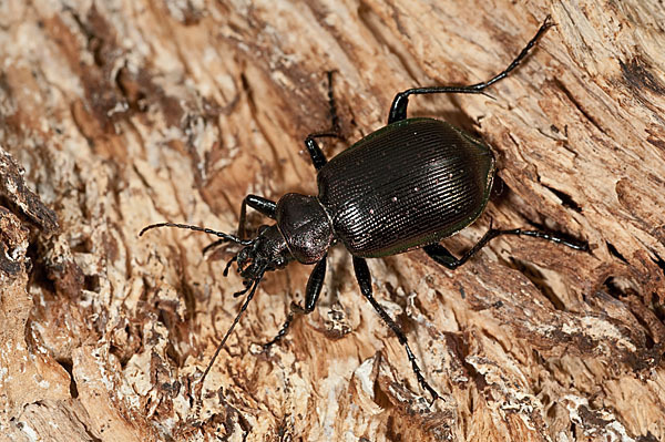 Kleiner Puppenräuber (Calosoma inquisitor)