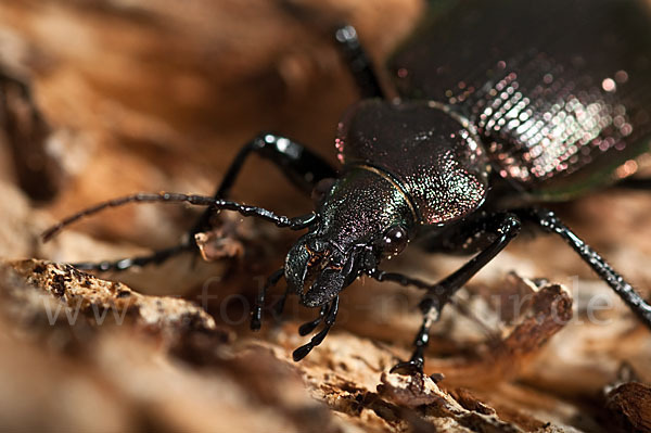 Kleiner Puppenräuber (Calosoma inquisitor)