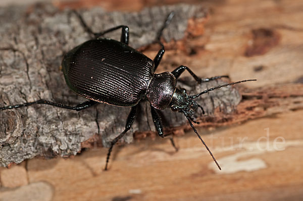 Kleiner Puppenräuber (Calosoma inquisitor)