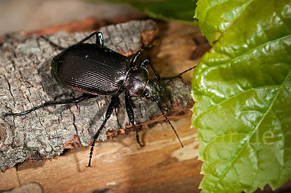 Kleiner Puppenräuber (Calosoma inquisitor)