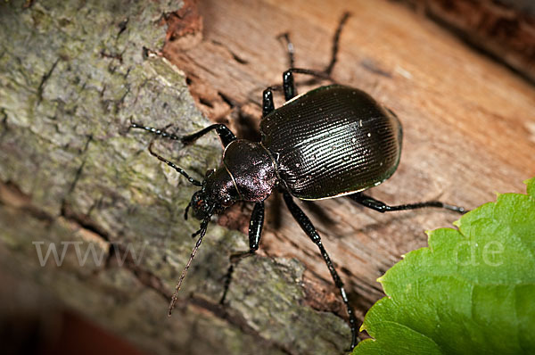 Kleiner Puppenräuber (Calosoma inquisitor)