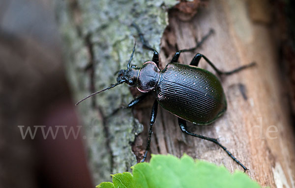 Kleiner Puppenräuber (Calosoma inquisitor)