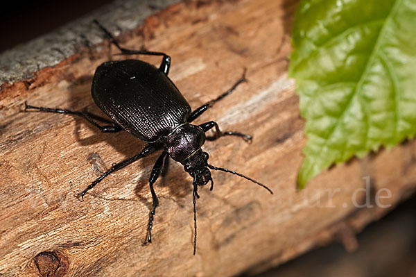 Kleiner Puppenräuber (Calosoma inquisitor)