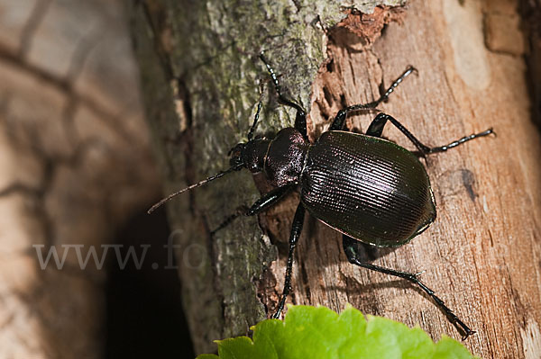 Kleiner Puppenräuber (Calosoma inquisitor)