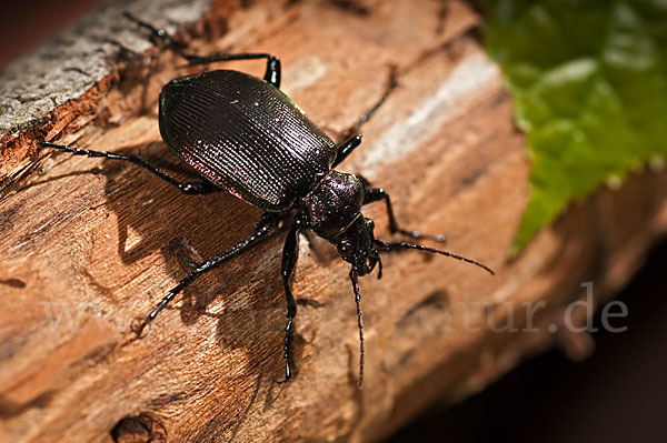 Kleiner Puppenräuber (Calosoma inquisitor)