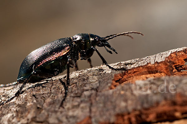 Kleiner Puppenräuber (Calosoma inquisitor)