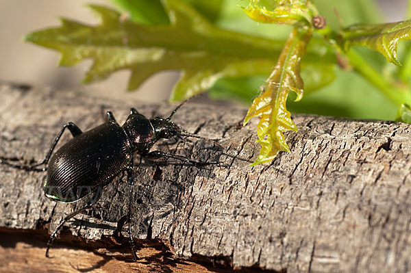 Kleiner Puppenräuber (Calosoma inquisitor)