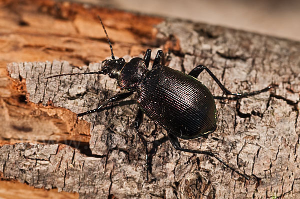 Kleiner Puppenräuber (Calosoma inquisitor)