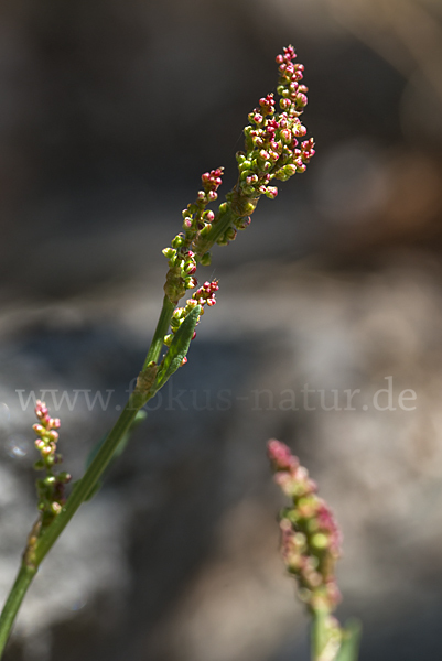 Kleiner Sauerampfer (Rumex acetosella)