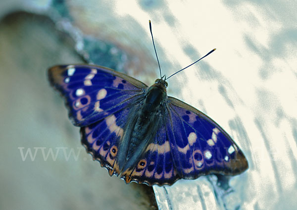 Kleiner Schillerfalter (Apatura ilia)