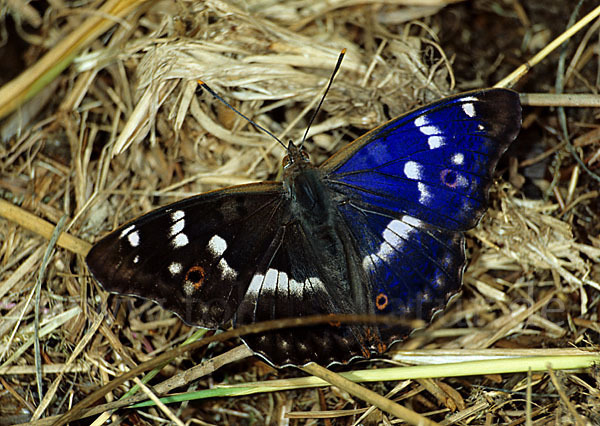 Kleiner Schillerfalter (Apatura ilia)