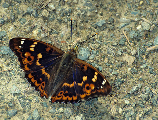 Kleiner Schillerfalter (Apatura ilia)