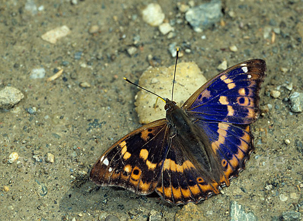 Kleiner Schillerfalter (Apatura ilia)