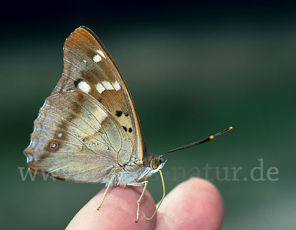 Kleiner Schillerfalter (Apatura ilia)