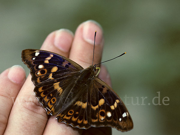 Kleiner Schillerfalter (Apatura ilia)