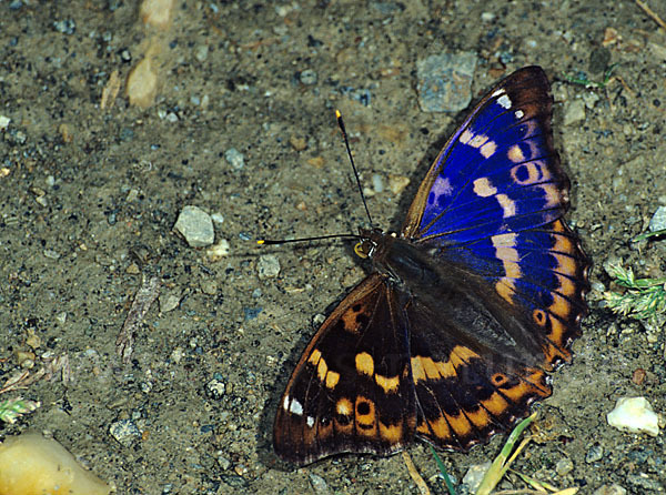 Kleiner Schillerfalter (Apatura ilia)