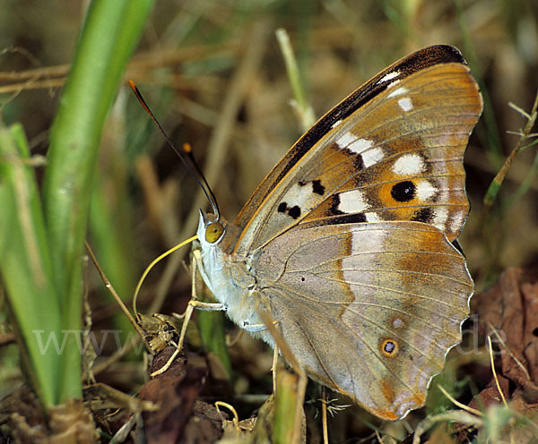 Kleiner Schillerfalter (Apatura ilia)