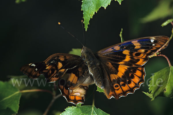 Kleiner Schillerfalter (Apatura ilia)