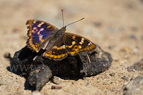 Kleiner Schillerfalter (Apatura ilia)