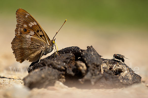 Kleiner Schillerfalter (Apatura ilia)