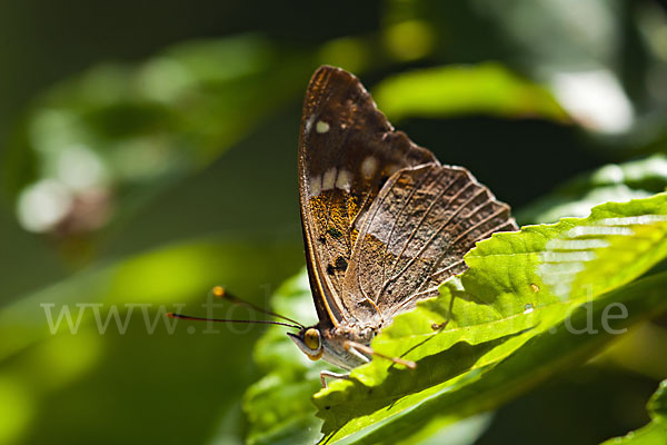 Kleiner Schillerfalter (Apatura ilia)