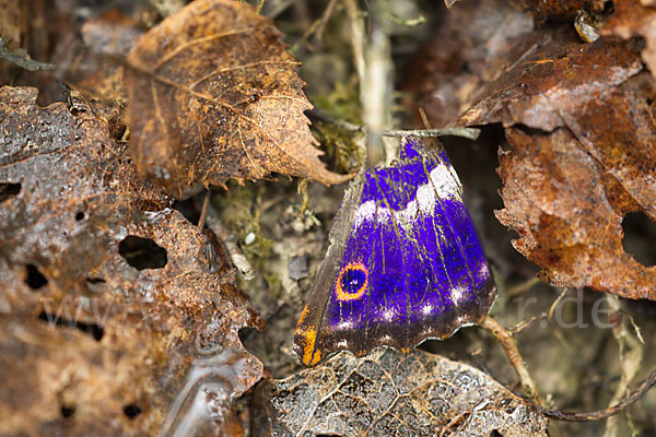 Kleiner Schillerfalter (Apatura ilia)