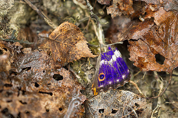 Kleiner Schillerfalter (Apatura ilia)