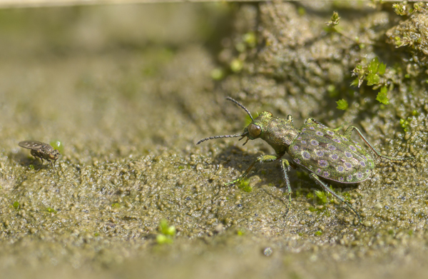 Kleiner Uferläufer (Elaphrus riparius)