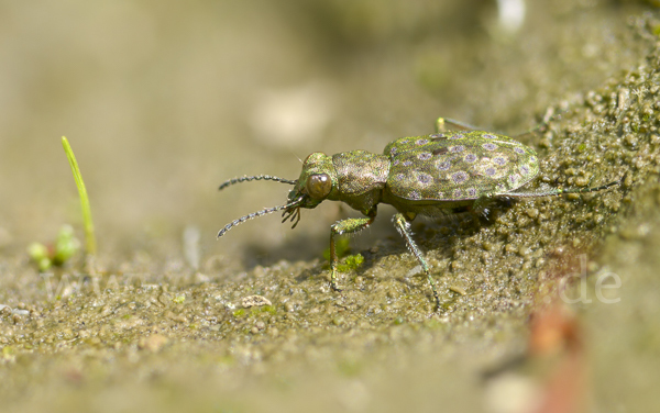 Kleiner Uferläufer (Elaphrus riparius)