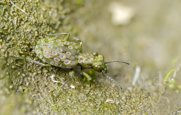 Kleiner Uferläufer (Elaphrus riparius)