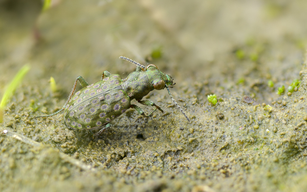 Kleiner Uferläufer (Elaphrus riparius)