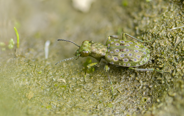 Kleiner Uferläufer (Elaphrus riparius)