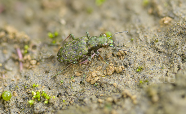 Kleiner Uferläufer (Elaphrus riparius)