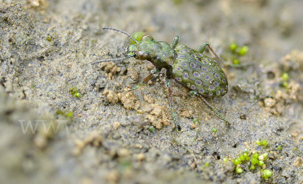 Kleiner Uferläufer (Elaphrus riparius)