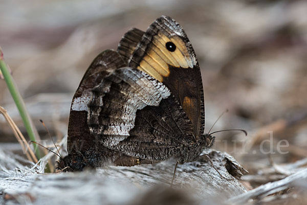 Kleiner Waldportier (Hipparchia hermione)