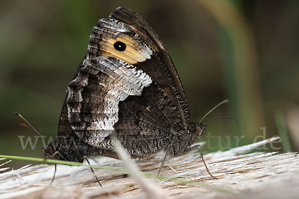 Kleiner Waldportier (Hipparchia hermione)