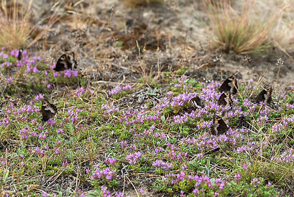 Kleiner Waldportier (Hipparchia hermione)