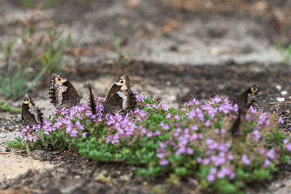 Kleiner Waldportier (Hipparchia hermione)